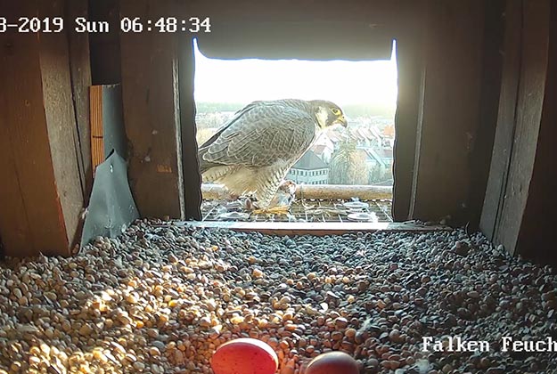 Ein Wanderfalke sitzt vor seinem Wanderfalken Kasten im Kasten liegen Eier in der Sonne