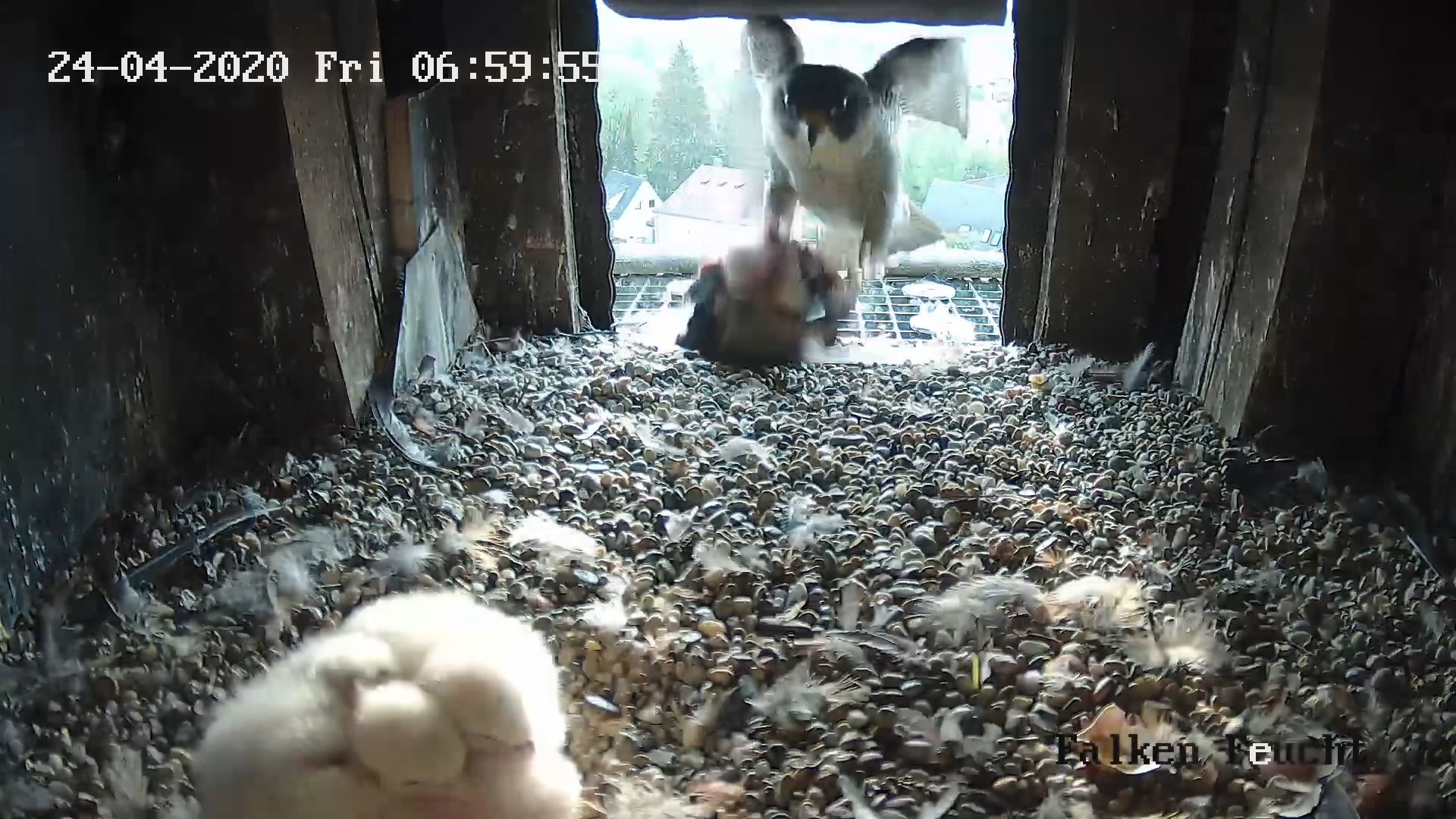 Bird Webcam Installation