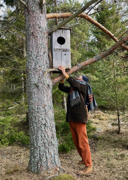 Nistkästen aufhängen Mann hängt Nistkästen an Baum auf
