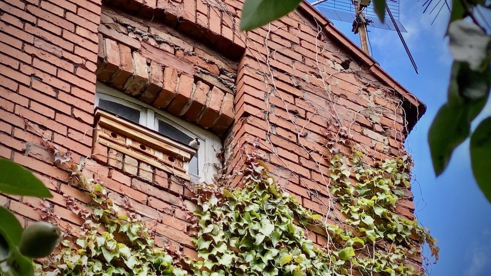 Wooden house for house sparrow colony