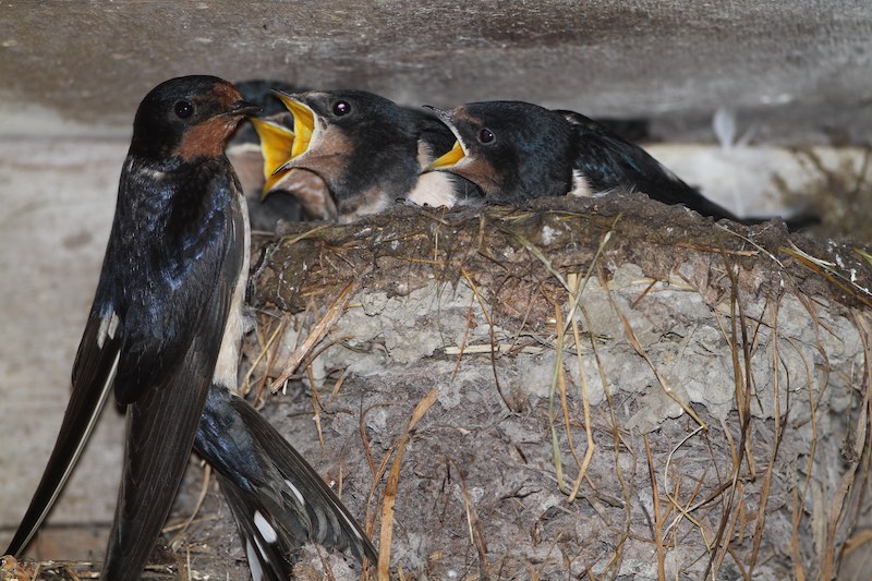 Rauchschwalbe fuettert ihre jungen im nest