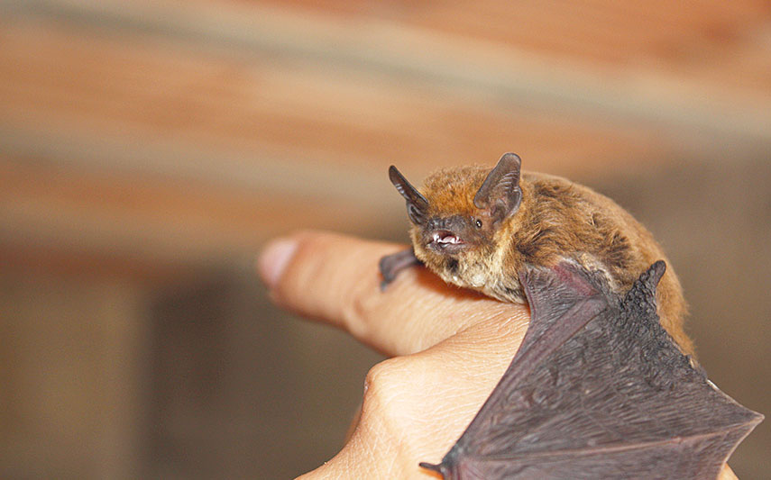 Fledermaus auf Finger fledermaus auf einem Finger
