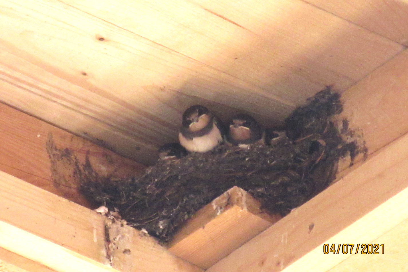 House martin tower